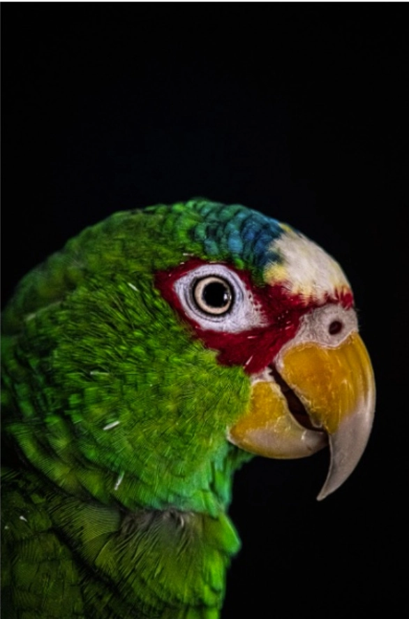 Le perroquet